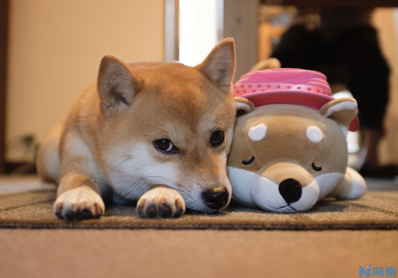 柴犬怎么养才会圆脸