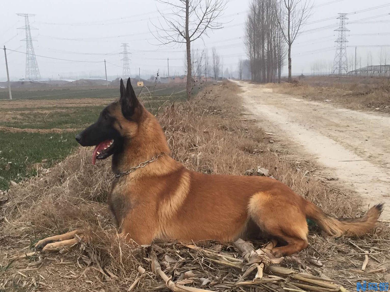 荷系马犬与法系马犬的区别详解