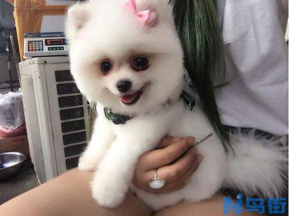 博美泪痕怎么清洁 博美犬泪痕清理方法