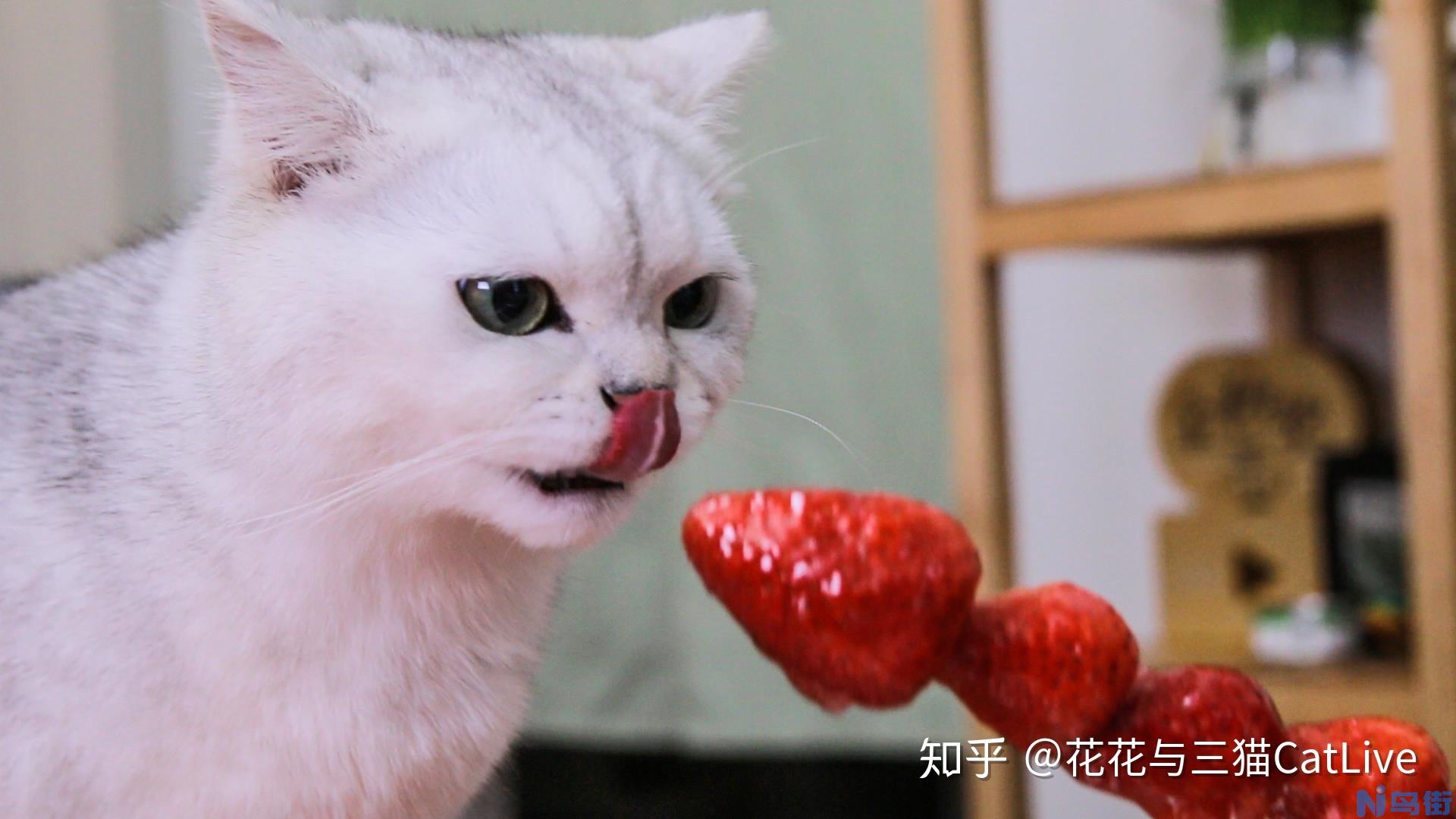 猫咪可以吃橘子吗？