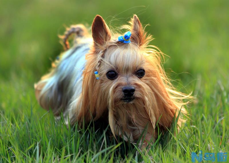 什么是约克夏犬？约克夏犬的相貌特征和生活习性什么呢？