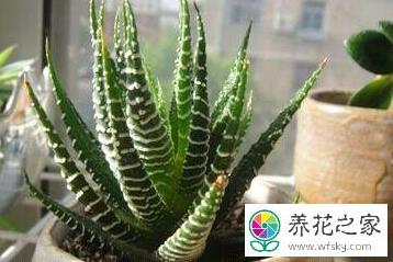 多肉植物条纹十二卷养护技巧