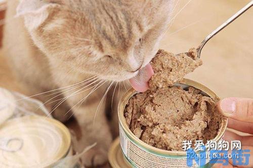 猫吃罐头腹泻的原因是什么？