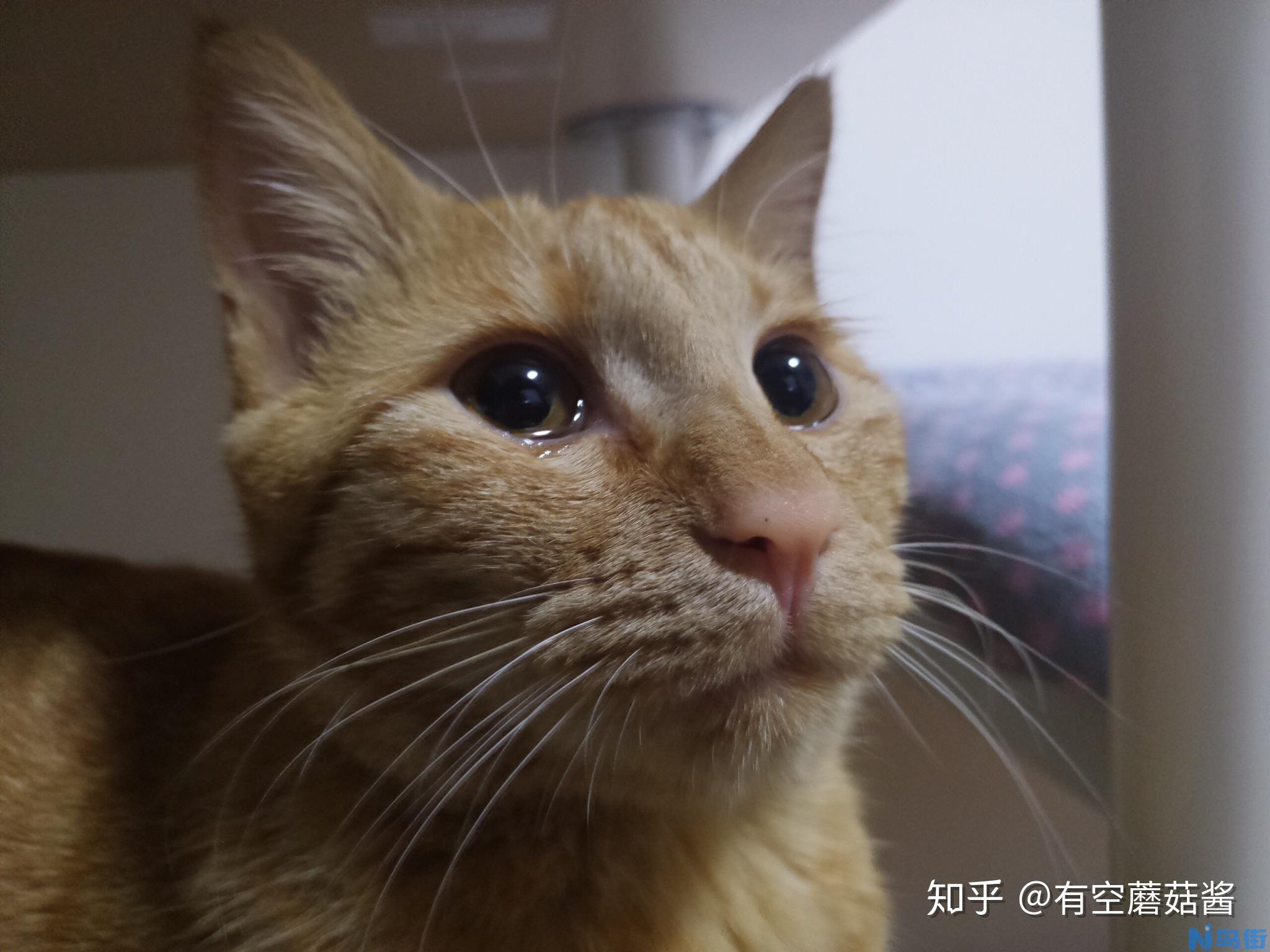 为什么我的猫哭了，它是伤心了吗？