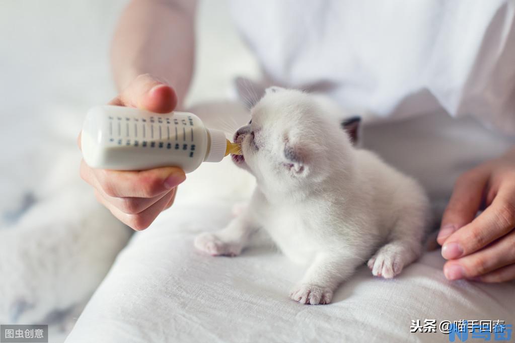 猫咪难产的原因及解决办法