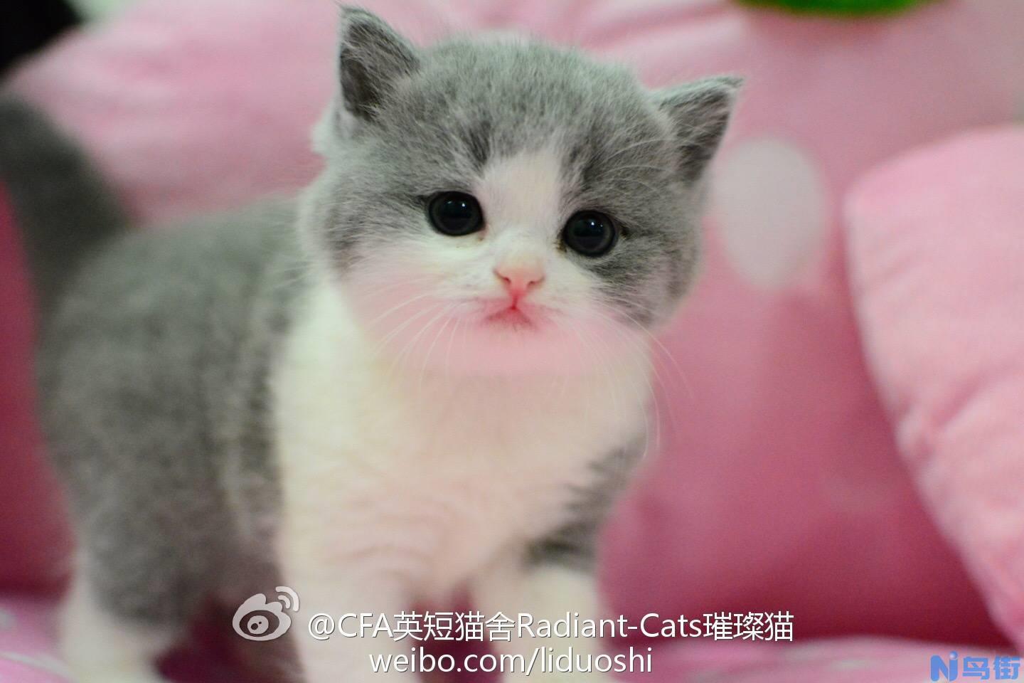 该不该给猫咪做绝育？