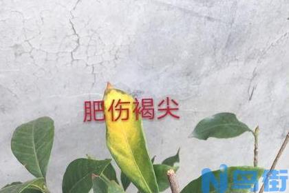 栀子花叶子发黄叶脉黄黑掉落叶子怎么办