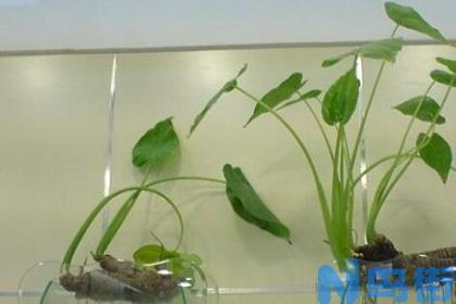 水生植物怎么养?水生植物养殖方法