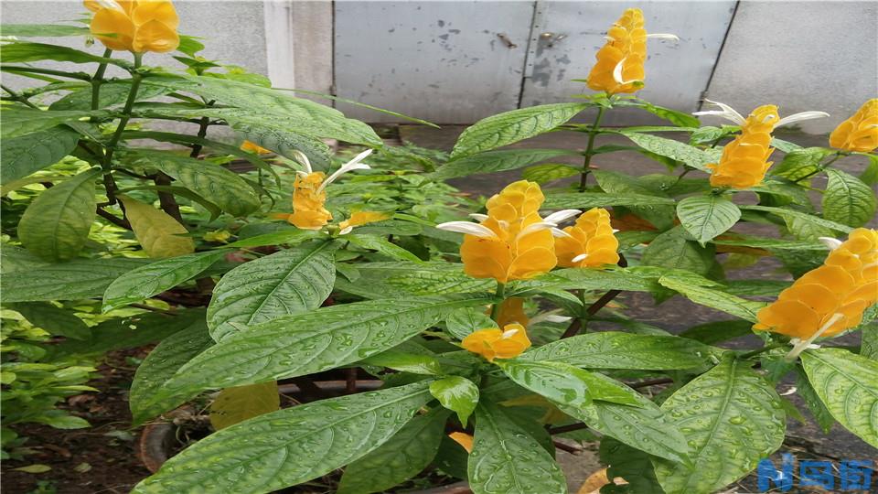 金苞花的栽培要点