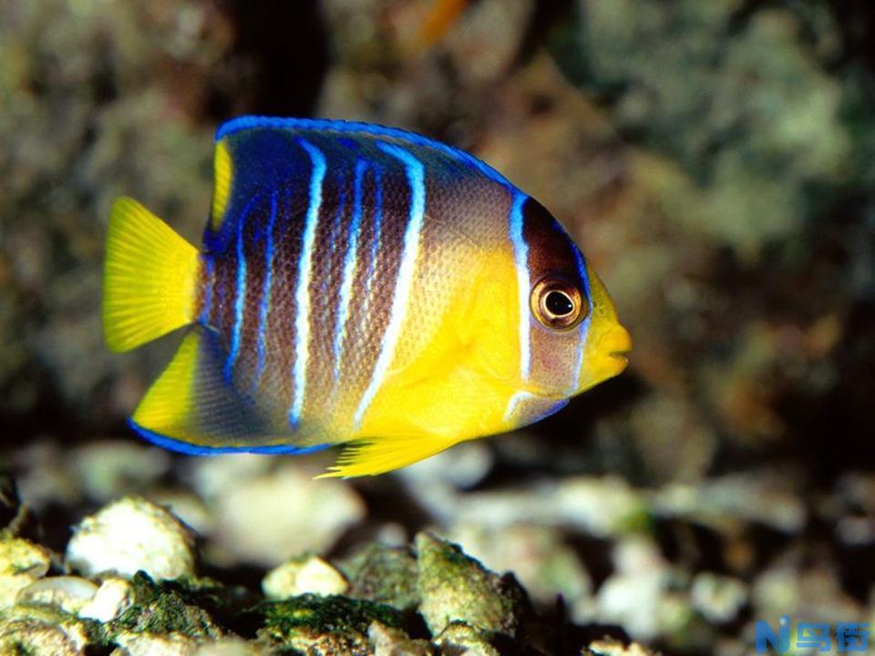 蝶鱼科海水鱼饲养方法