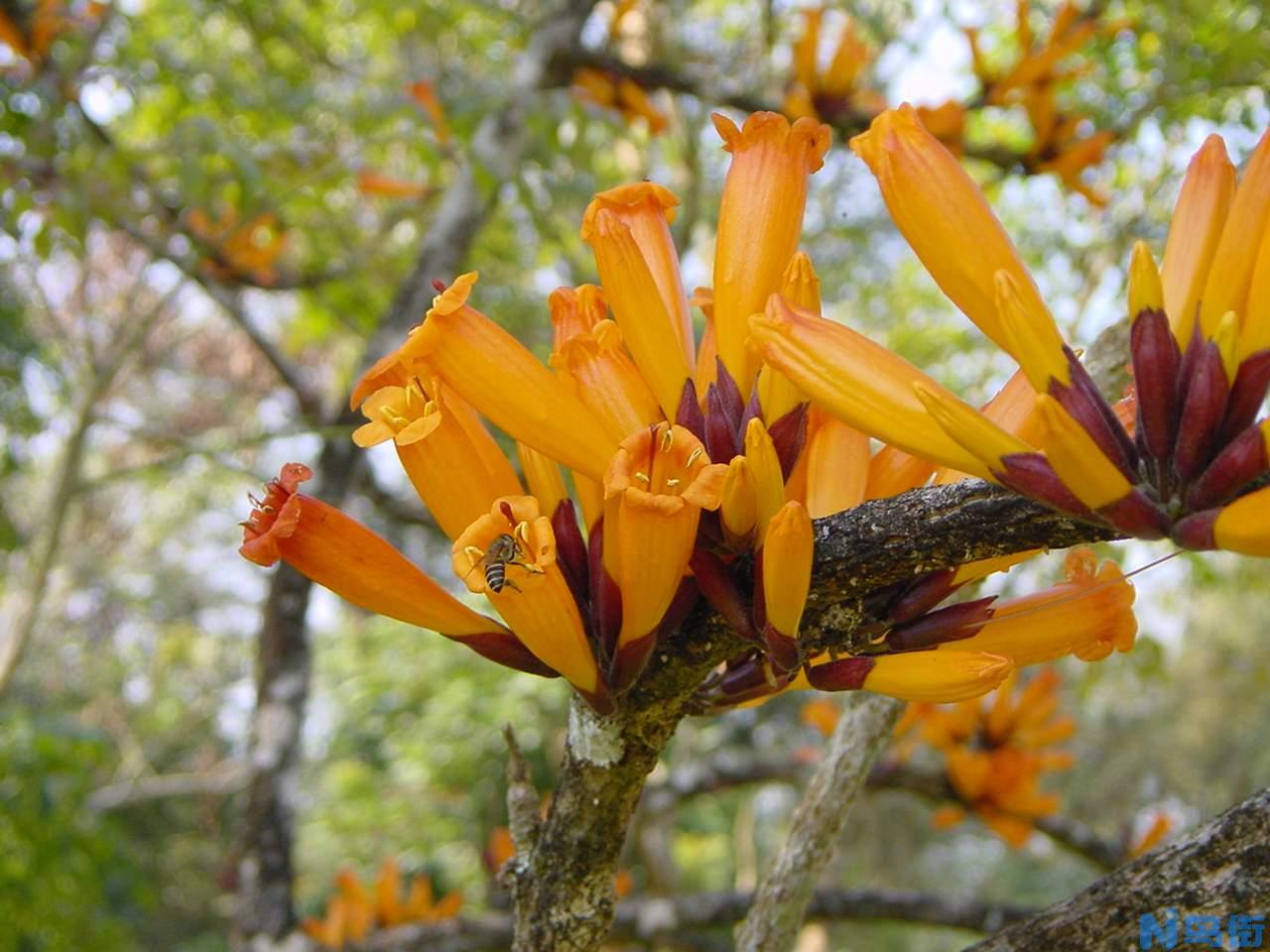 火烧花的栽培要点