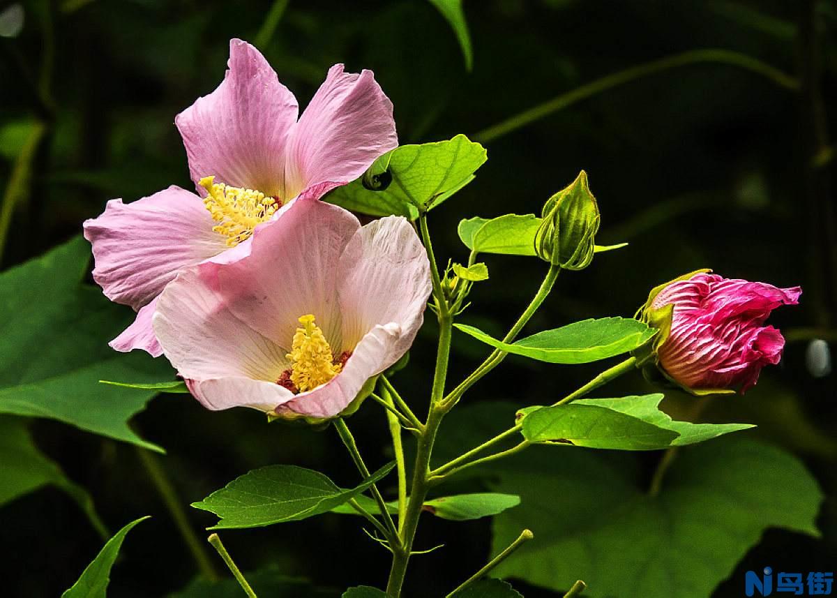 芙蓉葵的栽培要点