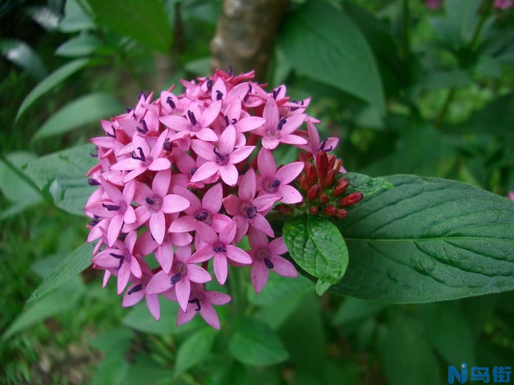 繁星花的品种简介