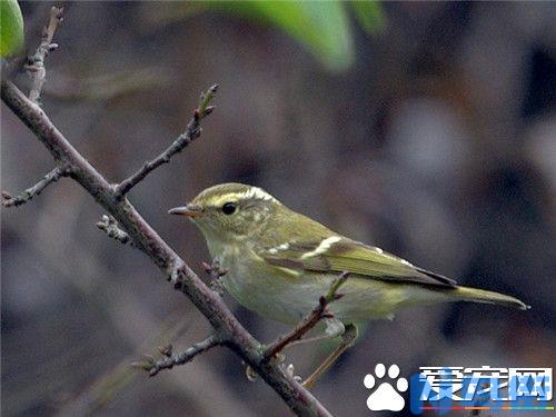 饲养黄腰柳莺要注意哪些问题