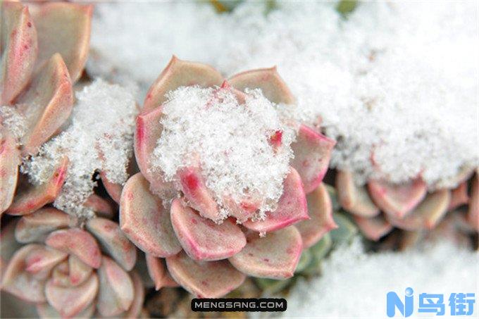 多肉植物严重冻伤该如何处理