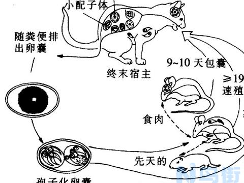 关于狗的弓形虫知识