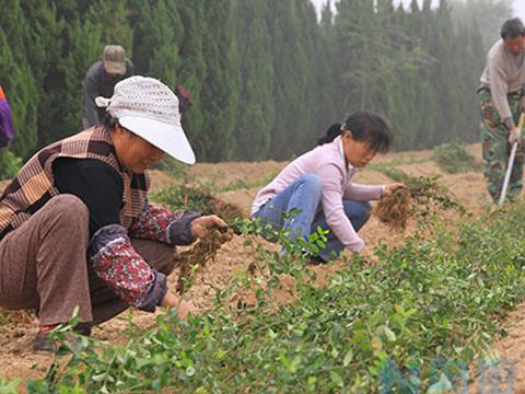 梅雨季节苗木需做好施肥及抗旱工作