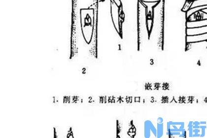 芽接的时间和方法芽接注意事项