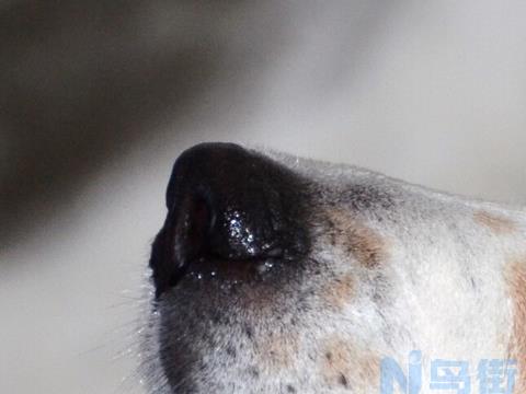 比格猎犬的生活习性是怎样的？比格猎犬有哪些生活习惯？