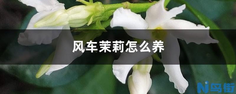 非洲茉莉开花吗？