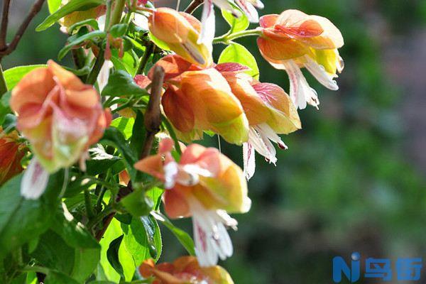 虾衣花的夏季养护要点