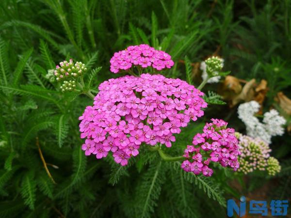 常见的花草基质——泥炭