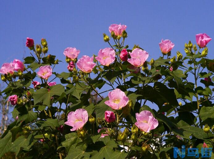 木芙蓉的外形特点介绍