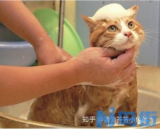 波斯猫洗澡要注意水温