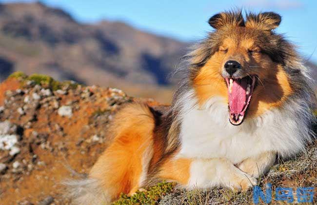 冰岛唯一的本土犬种——冰岛牧羊犬