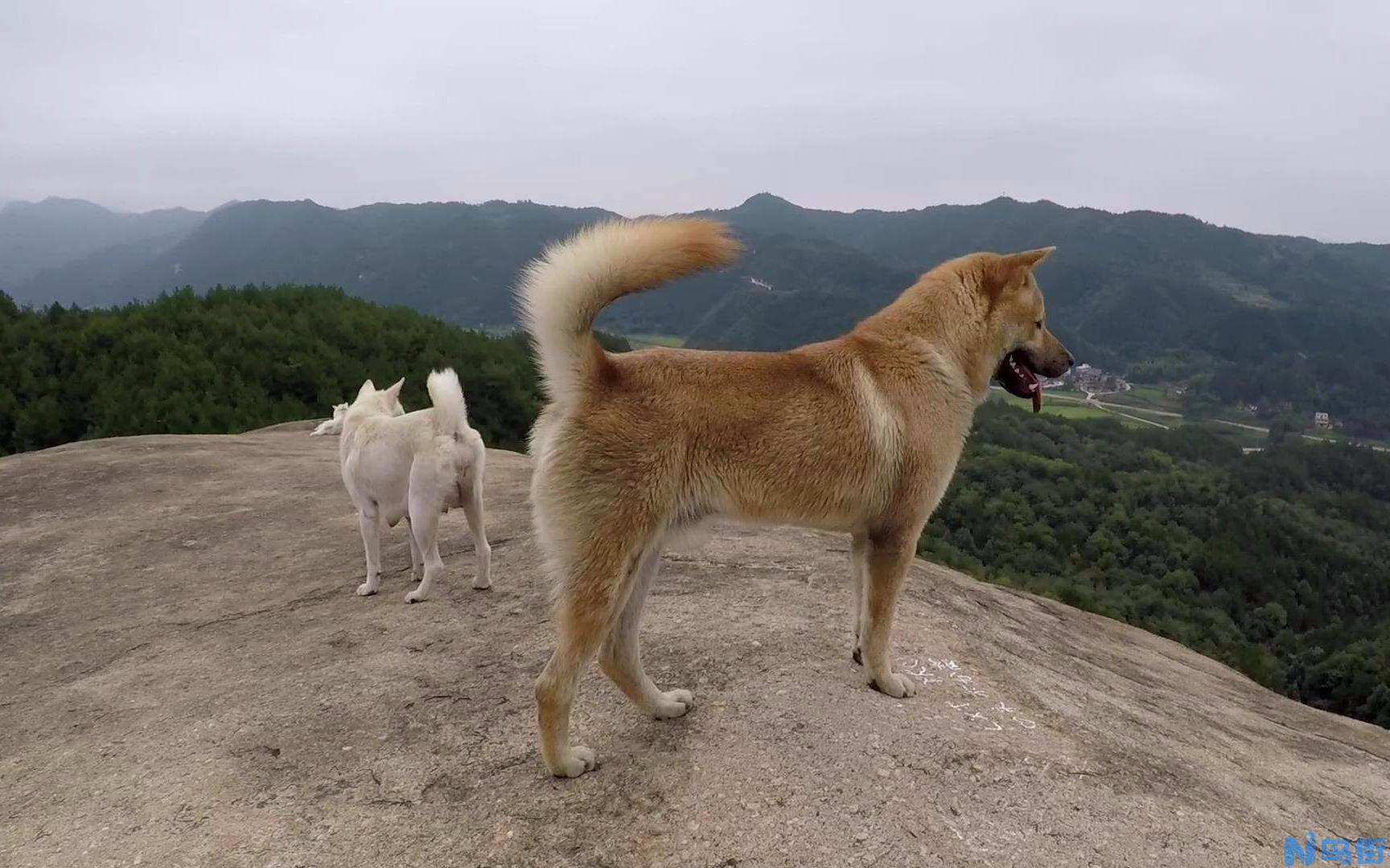 中华田园犬的品种介绍