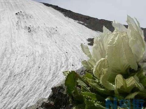 有关雪莲花的三个传说