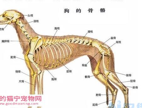 狗狗骨骼系统结构及生长发育