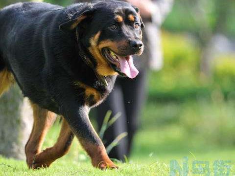 罗威纳犬梳毛的方法