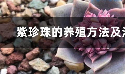 珍珠花的育苗方法及要点