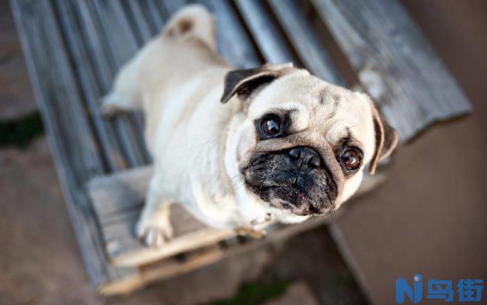 八哥犬得了犬瘟怎么办