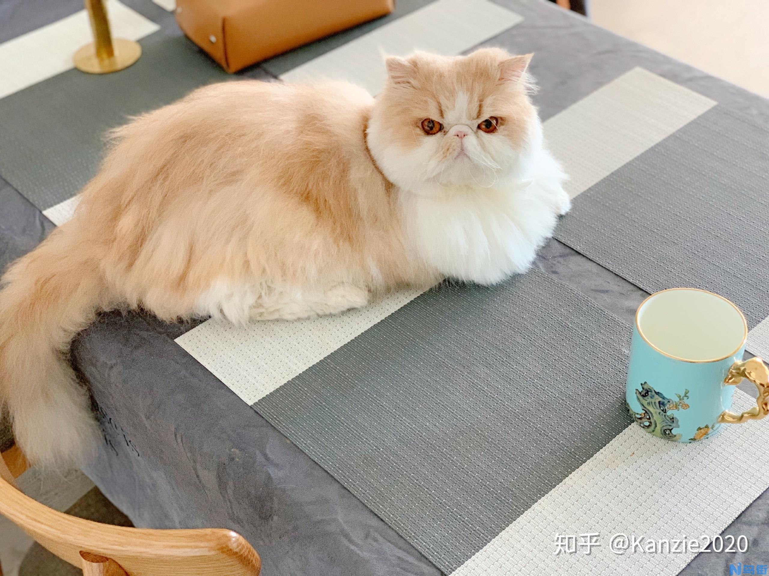 波斯猫怎么养？波斯猫的饮食要注意什么