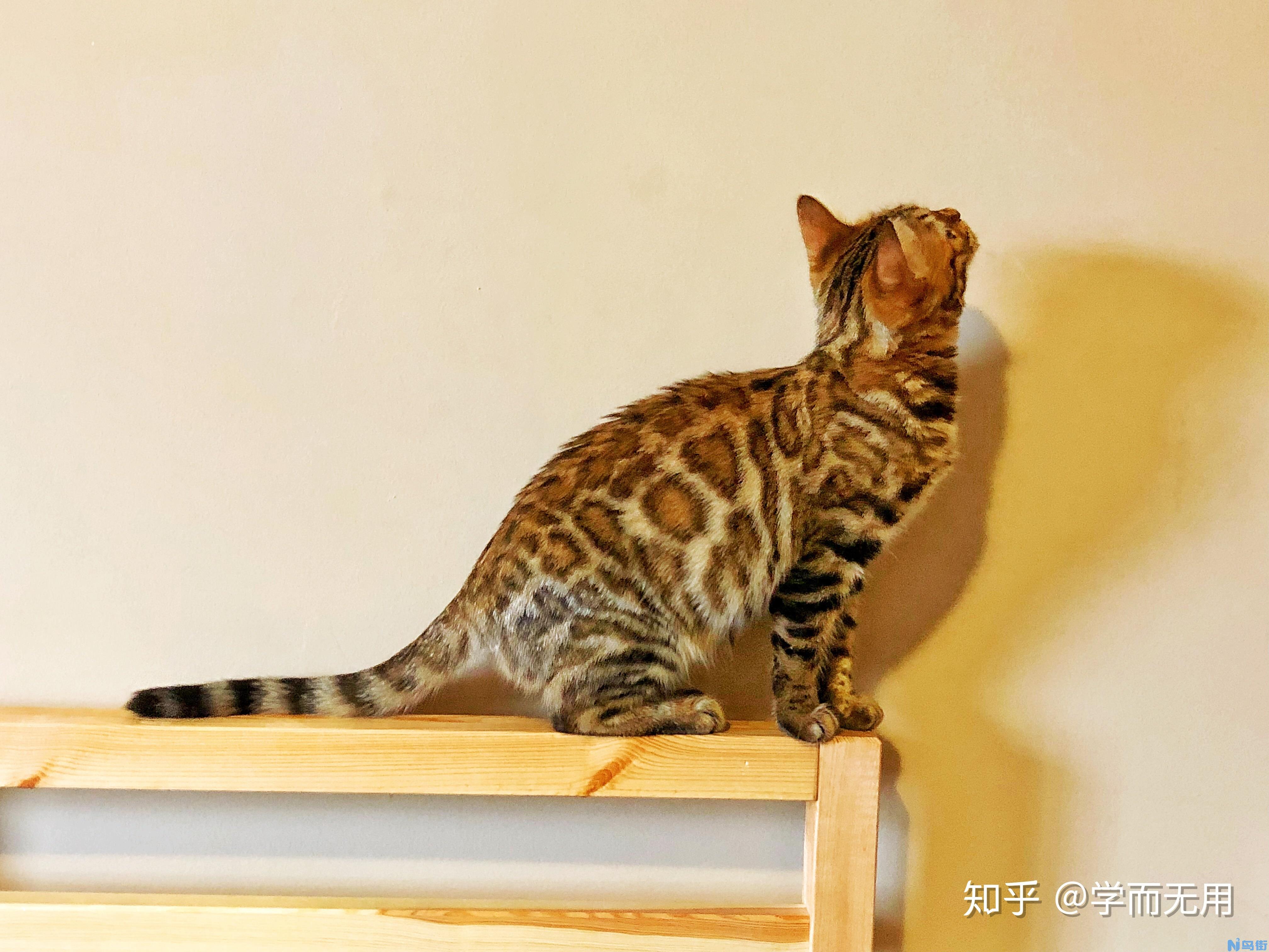 孟加拉豹猫有什么特点？孟加拉豹猫好养吗