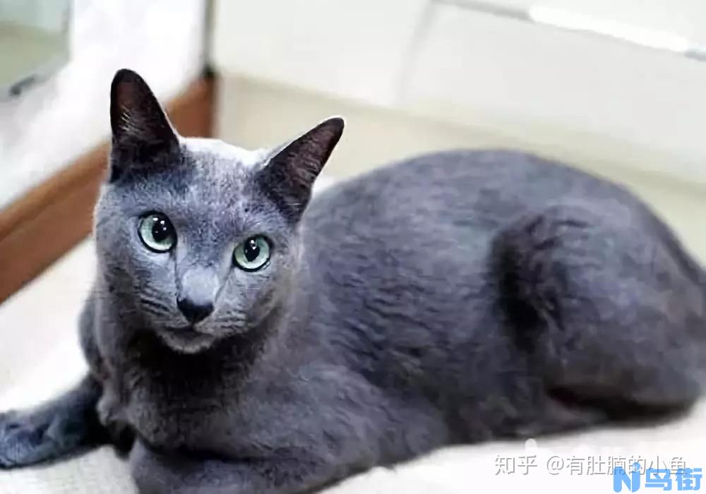 猫之贵族：俄罗斯蓝猫特点和图片品种介绍