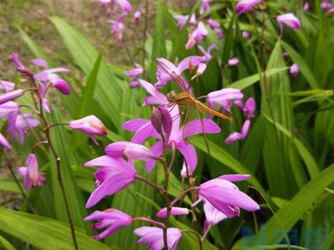 白芨种植技术和时间 白芨应该怎么养殖