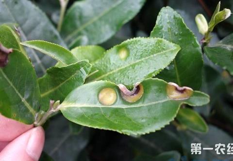 茶蚜虫防治技术 茶树病虫害防治方法总结