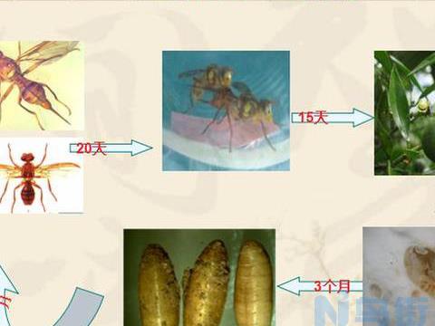 柑桔大食蝇如何防治 防治方法有哪些