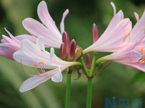 换锦花和鹿葱的区别