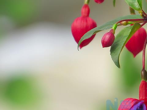 倒挂金钟花花语