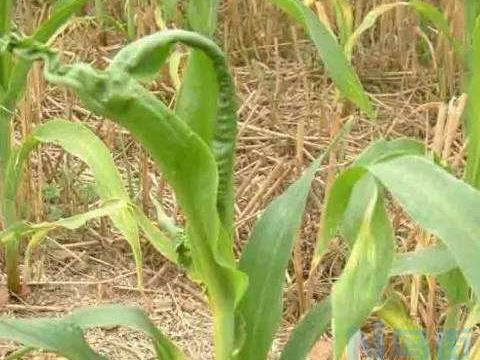 棉花田常见的除草剂药害类型有哪些 补救方法是什么