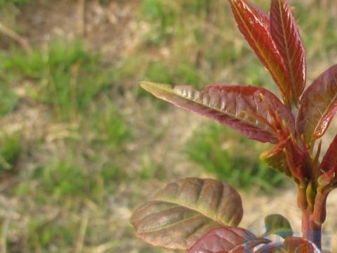 活体香椿芽无土栽培方法 香椿养殖方法总结