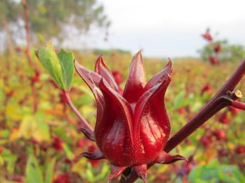 玫瑰茄的传说 玫瑰茄花语