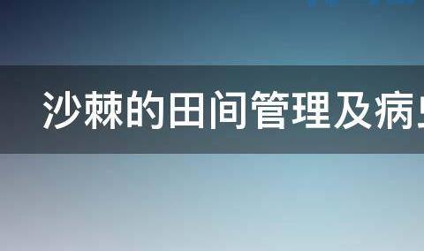 沙棘的田间管理 如何防治病虫害