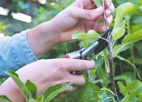 苹果树夏剪容易出现哪些问题 大家一起来看看