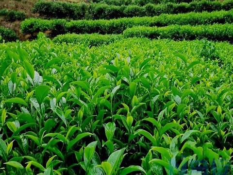 茶园夏季管理注意什么 茶树种植技巧