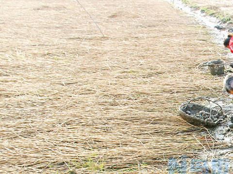 荸荠田间管理 采收需要注意什么